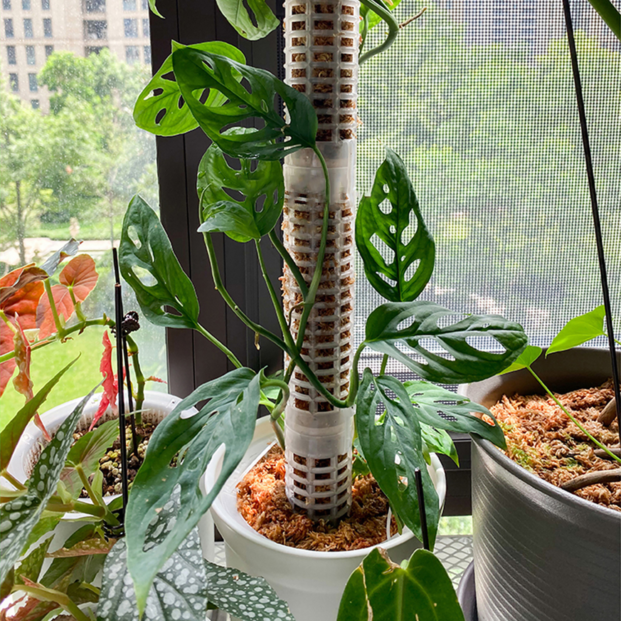 Plant Climbing Column Sphagnum - Tree Stand Ladder recension och pris